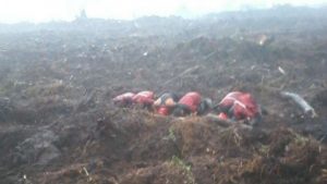 5b650fe5ec763-petugas-pemadam-kebakaran-hutan-sujud-syukur-karena-hujan-turun-dengan-deras_665_374