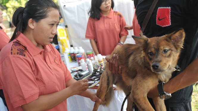 5 Fakta Rabies, Bisa Juga Menular ke Janin - margopost