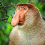 Bekantan, Si Hidung Besar Nan Mempesona