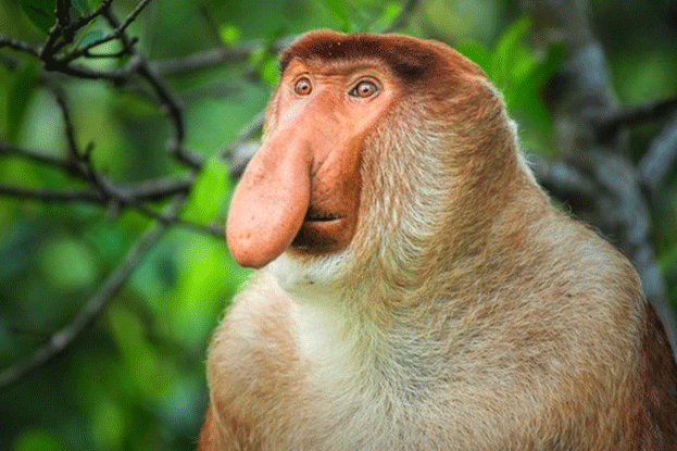 Bekantan, Si Hidung Besar Nan Mempesona