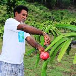 Keis Burdam, Menuai Pundi-pundi Rejeki dari Usaha Kebun Buah Naga