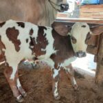 SAPI