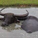SAPI NGOROK